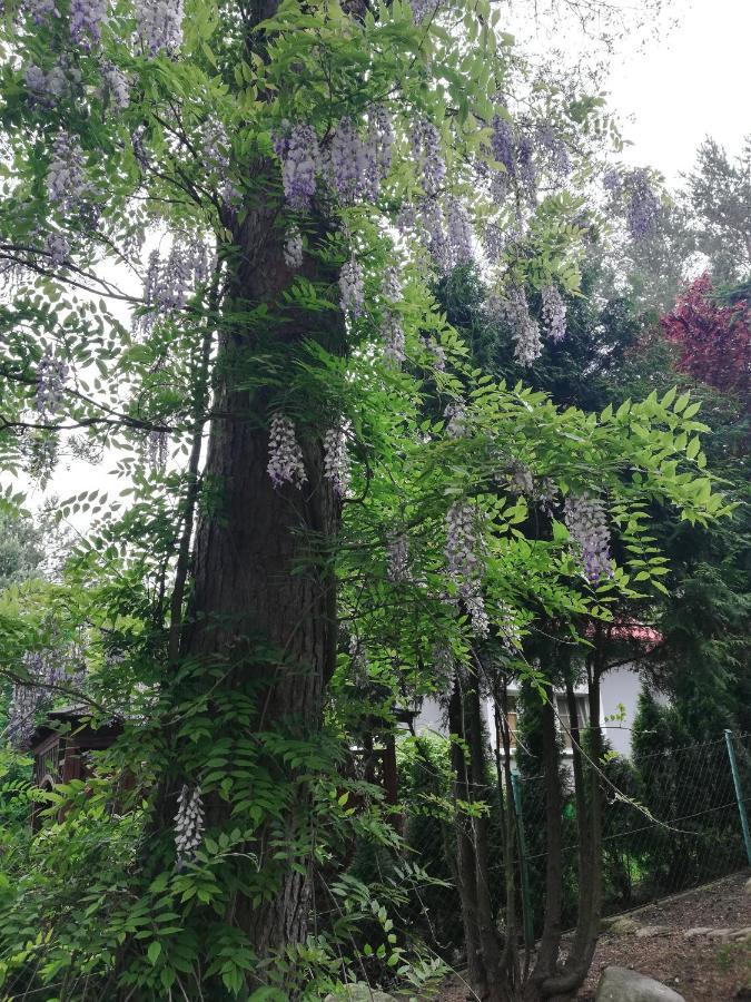 Kaszuby Dom Nad Jeziorem Szczytno Duze Vila Dobrzyn  Exterior foto